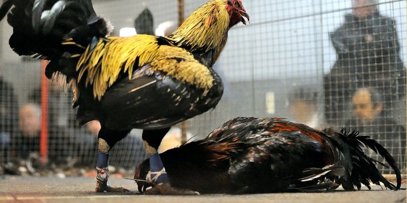 Trực Tiếp Đá Gà Cựa Sắt Thomo Hay Đến Khó Cưỡng