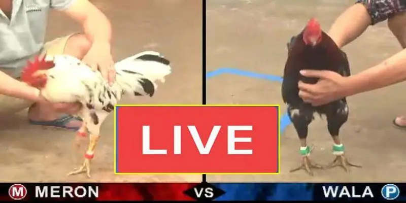 Thủ thuật đánh giá gà chọi chính xác mà người chơi nên ghi nhớ