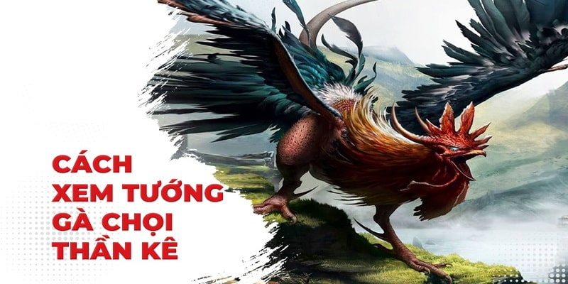 Sơ lược về khái niệm - tướng gà