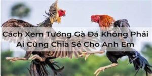 Các lưu ý quan trọng khi chọn tướng gà