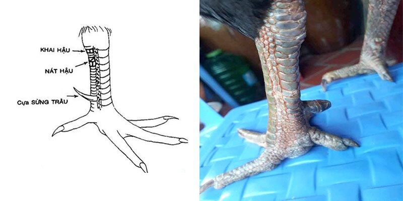 Để có một chú gà tốt, cần sự huấn luyện tốt