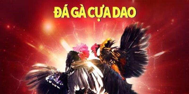 Tìm hiểu về hình thức đá gà đặc biệt và hấp dẫn