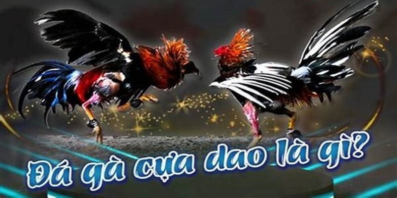da ga cua dao 2
