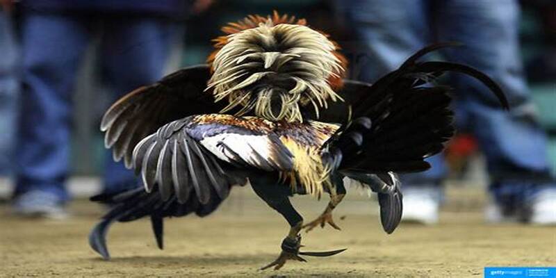 Tướng gà ác, cược chính xác, thắng vẻ vang