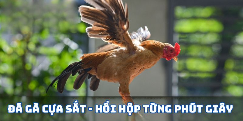 da ga cua sat hoi hop