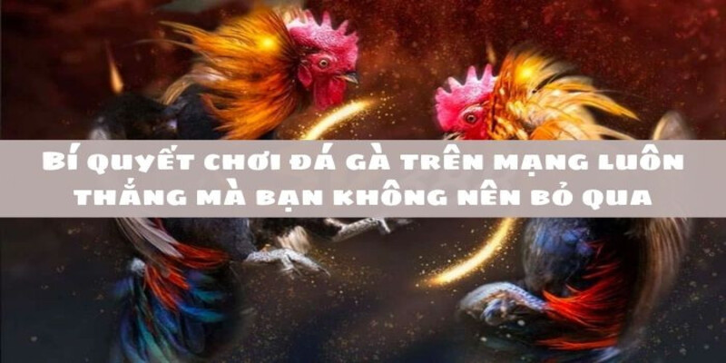 Chiến thắng đá gà với những mẹo chơi hiệu quả