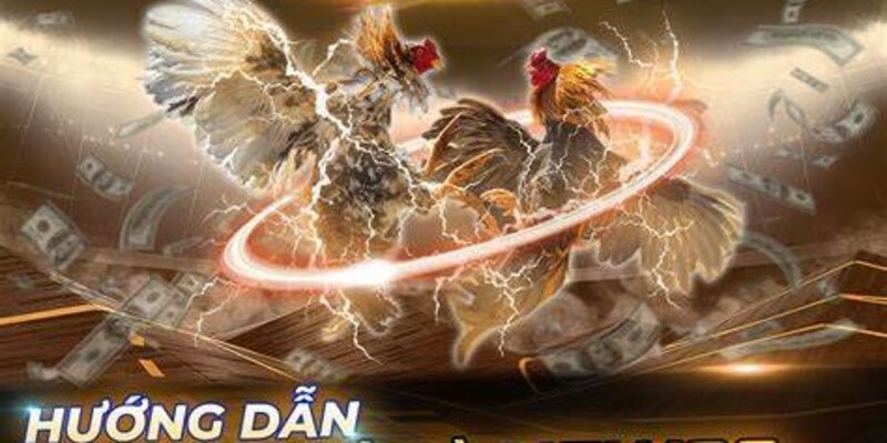 Đơn giản hóa khái niệm về đá gà