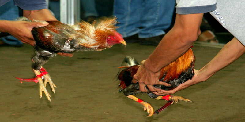 Các quy định về đá gà cần phải chú ý