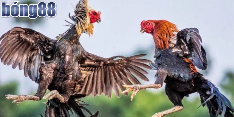 Thuật ngữ đá gà là gì?