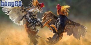 Tìm hiểu các thuật ngữ đá gà thông dụng