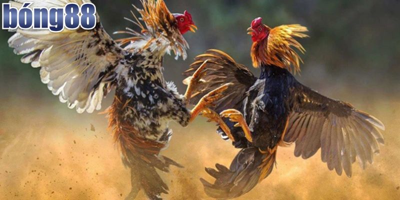 Tìm hiểu các thuật ngữ đá gà thông dụng