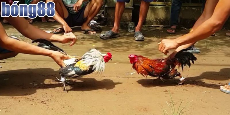 Bí quyết nâng cao tỷ lệ thắng khi chơi đá gà